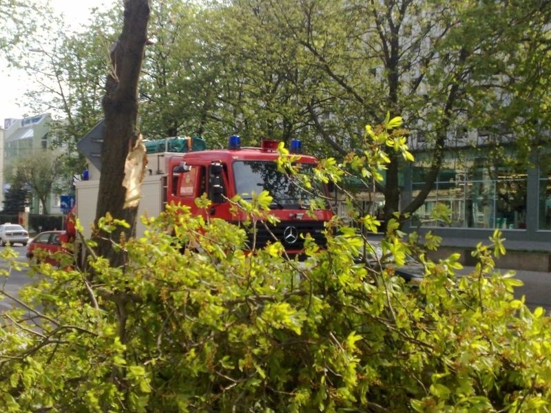Białystok: Drzewo w centrum miasta groziło zawaleniem! (zdjęcia)