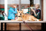 Tu możesz przyjść z psem. Krakowskie kawiarnie i restauracje przyjazne zwierzakom