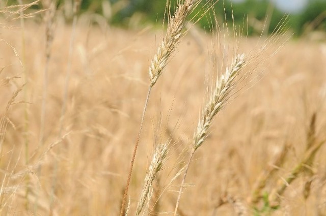 Życie osób uczulonych na gluten (zawarty w niektórych zbożach) staje się coraz łatwiejsze.