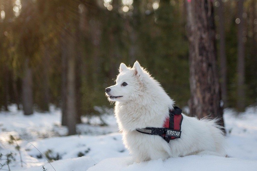 1. Samoyed...