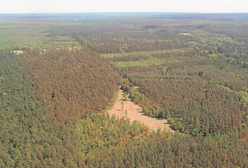 Tak prezentują się lasy w Kuźni Raciborskiej widziane z lotu...