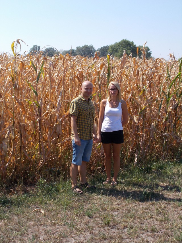 Maciej i Edyta Kobowie stracili przez suszę połowę kukurydzy