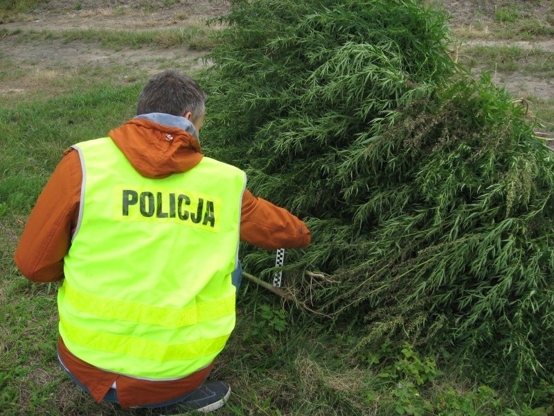 Kalisz: Policja zlikwidowała uprawę konopi wartych milion zł