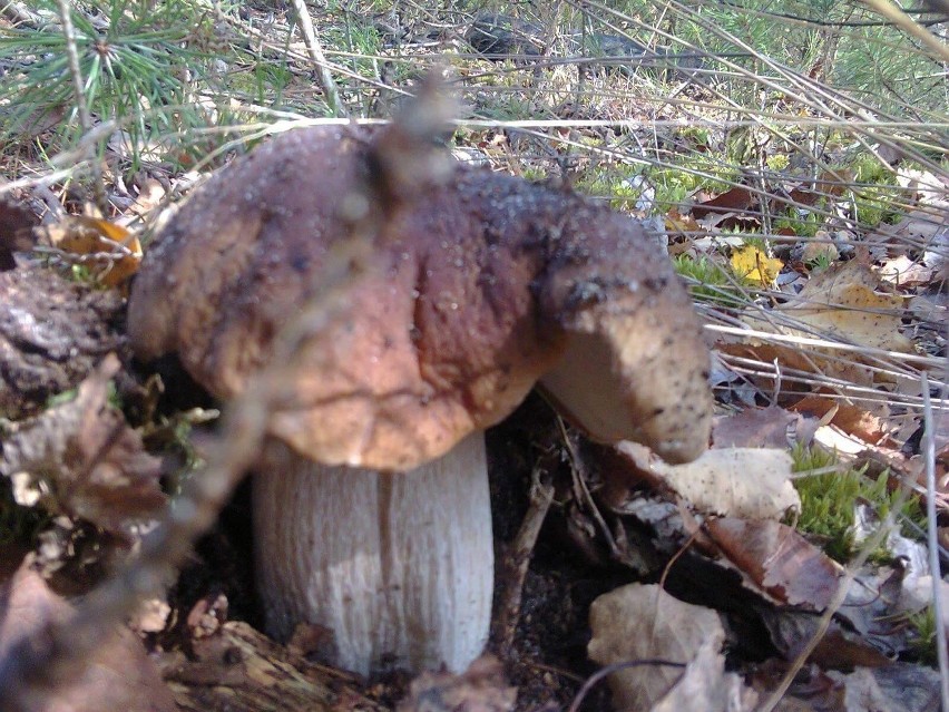 Te grzyby znalezione zostały w okolicy miejscowości Krzesin