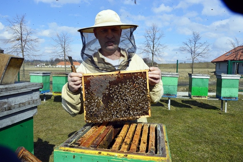 Gorlice. Pszczoły wyleciały, bo poczuły wiosnę. Pierwsze miody będą dopiero w maju