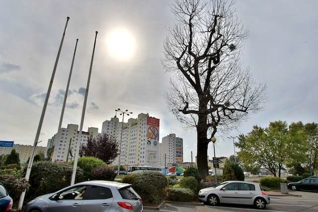 159  różnych drzew zostanie wyciętych tej jesieni w Toruniu