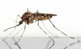 Rząd pomoże podkarpackim gminom w walce z komarami