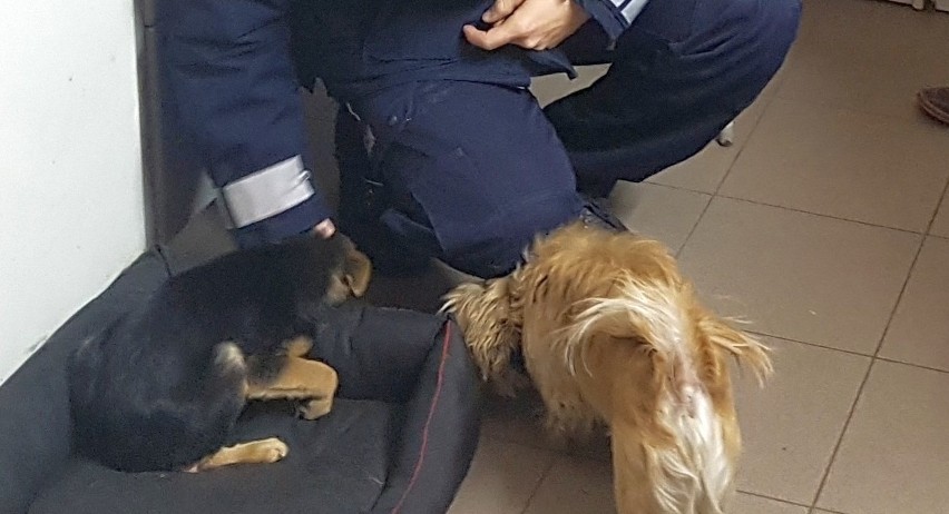 Policjanci z Bielska Podlaskiego uratowali szczeniaka