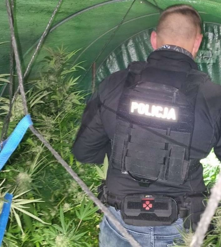 Policjanci z Głubczyc zlikwidowali uprawę marihuany....