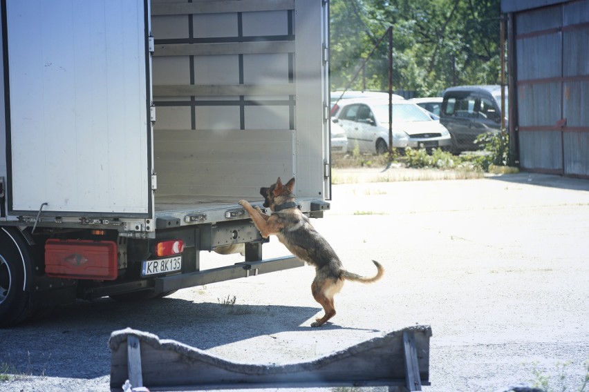 Najlepsze psy z małopolskiej policji w akcji [GALERIA]