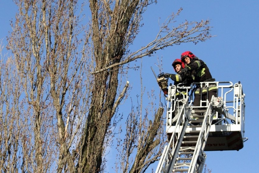 Utrudnienia na Ślężnej. Strażacy ścieli drzewo pochylone nad trakcją (ZDJĘCIA)