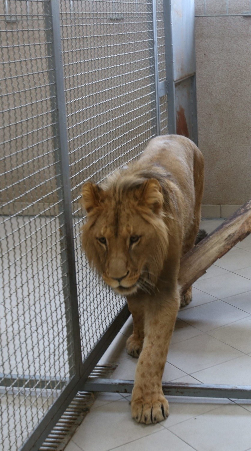 Odwiedziliśmy Bolka w Śląskim Ogrodzie Zoologicznym w...