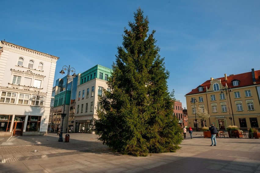 Choinka świąteczna już stoi na Starym Rynku. Lampki...