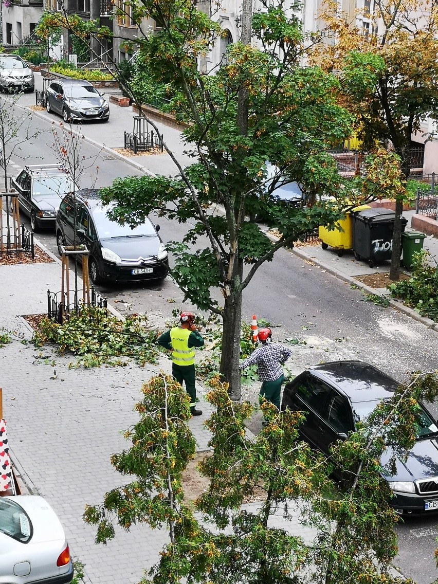 Sygnał od Czytelnika: Sześć jarzębów znika z ulicy 20 Stycznia  