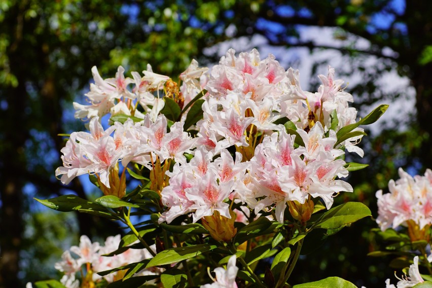 Rododendrony to pięknie kwitnące krzewy, jednak mają dość...