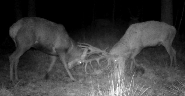 Walka jeleni szlachetnych w lesie pod Częstochową