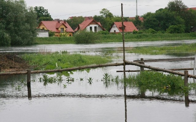 Na przełomie maja i czerwca Warta zalała setki hektarow pastwis i pól koło Skwierzyny.