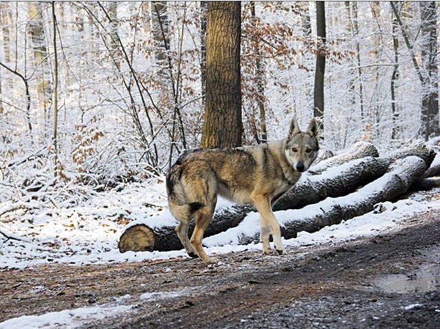 Trzy lata temu w Puszczy Piskiej i Napiwodzko-Ramuckiej leśnicy naliczyli 51 wilków. Rok temu było ich o 22 więcej.