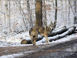 Największa taka akcja w historii. Policzą wilki i rysie