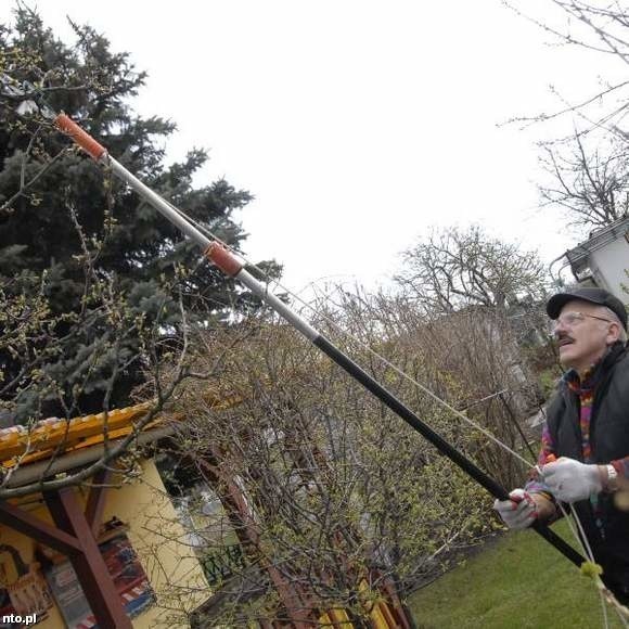 Józef Pocztarek, działkowiec z ul. Luboszyckiej w Opolu, już przycina swoje drzewa.