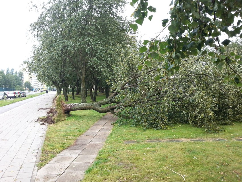 Burza w Łodzi. Nawałnica nad Łodzią. Powalone drzewa, gałęzie na drogach, zalane ulice [ZDJĘCIA]