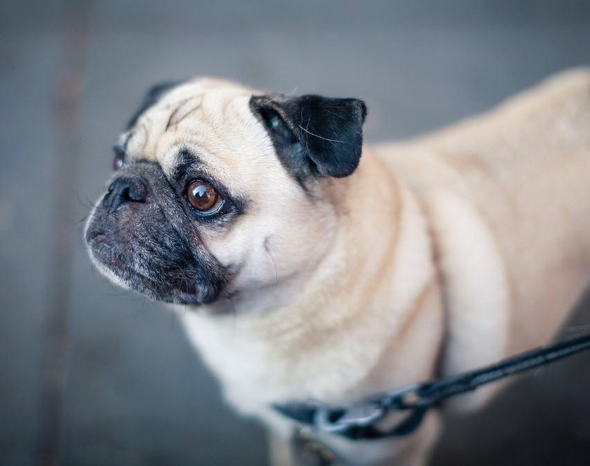 Mops: w tym przypadku również badania angielskich...