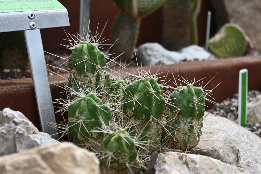 Nie wiele ludzi wie, ze niektóre gatunki kaktusów, np....