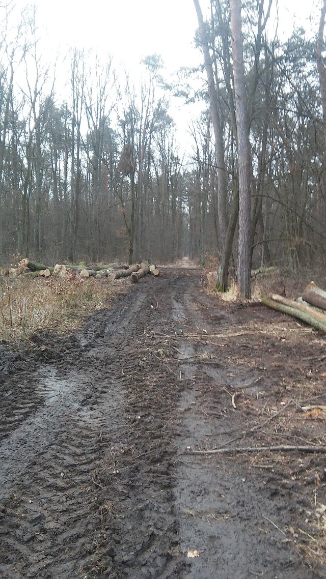 Na zdjęciu nasi czytelnicy uwiecznili drzewa wycięte w lesie kapturskim od strony ulicy Janiszewskiej. Jak tłumaczą w nadleśnictwie to wycinka zaplanowane w ramach planu utrzymania lasu.