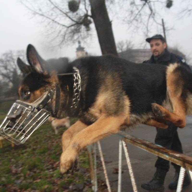 Pies policyjny wyczuje zapach przestępcy nawet po 12...