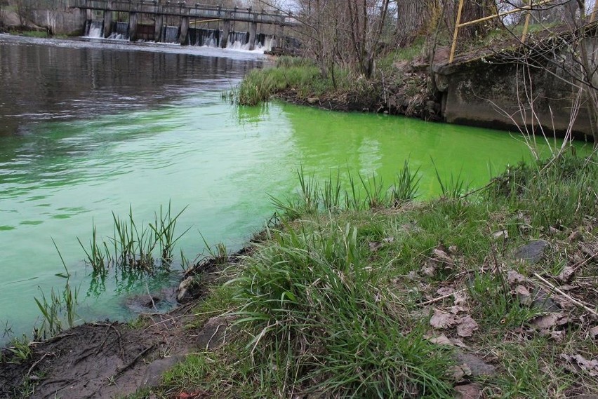 Zielona woda spływa do Słupi 
Zielona woda spływa do Słupi