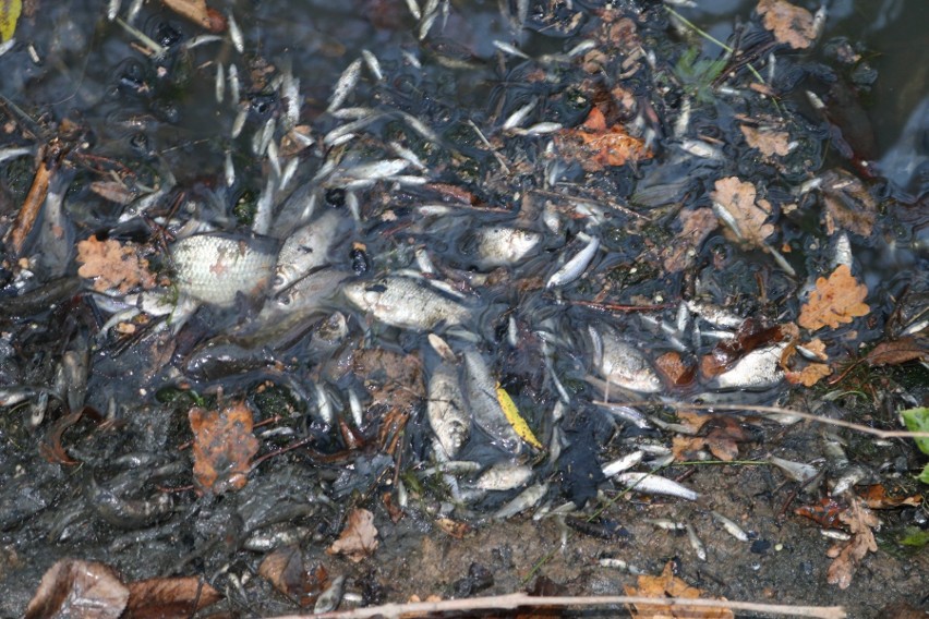 Mieszkańcy Stawów Grojeckich mówią o setkach małych ryb,...
