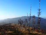 Zalesianie Opolszczyzny. Tysiąc hektarów nowego lasu posadzono na południu regionu