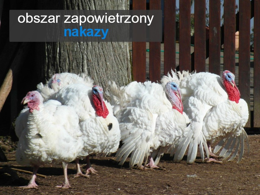 Obszar zapowietrzony - nakazy:...