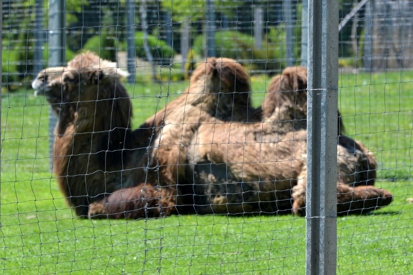 Pierwsze ZOO w województwie świętokrzyskim! Powstało z pasji... (WIDEO, zdjęcia)