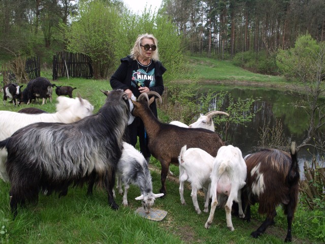 Katarzyna Gärtner siły do życia i pracy twórczej czerpie ze zdrowego jedzenia, w tym mleka koziego, oraz natury, która ją otacza na ziemi koneckiej