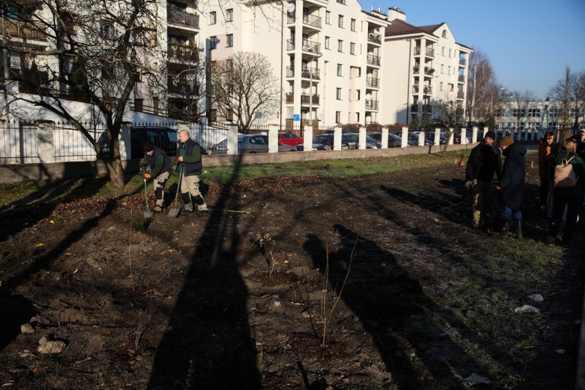 Kraków. Akcja sadzenia zagajników. Gdzie pojawi się trochę zieleni?