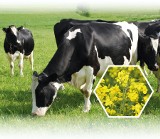 Warto się dowiedzieć o możliwości zwiększenia pasz rzepakowych w żywieniu bydła mlecznego