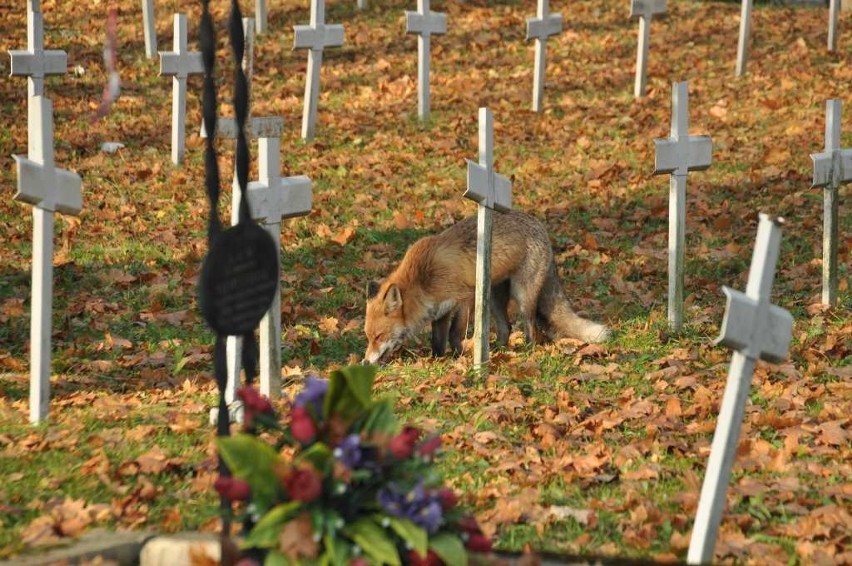 Kraków. Wielki lis krążył po Cmentarzu Rakowickim. "Wypasiony, żeby nie lisia kita, to wziąłbym go za psa" [ZDJĘCIA]