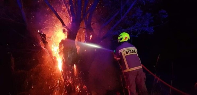 W sylwestra w Małopolsce zachodniej spaliło się kilka drzew od nieumiejętnego obchodzenia się z materiałami pirotechnicznymi