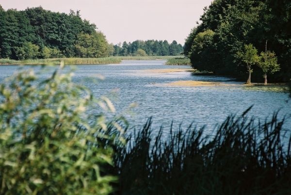 Niegdyś muliste jezioro bylo zarybione sumem. Okazy osiągają...