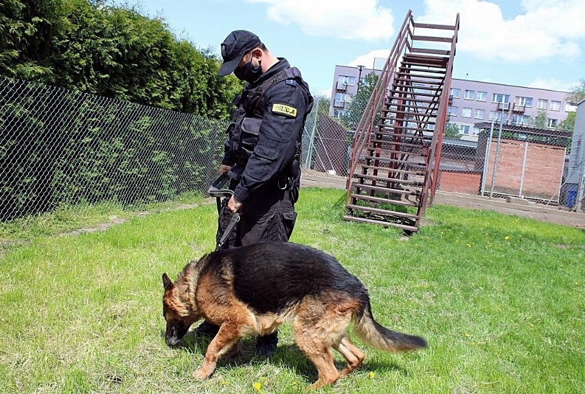 Bielsk Podlaski. Policyjne psy doskonaliły swoje umiejętności