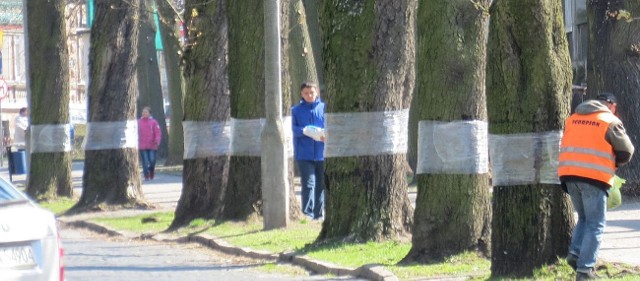 Na kasztanowcach przyklejono opaski ze środkiem ostraszającym szkodnika. Na zdjęciu: zakładanie opasek w alei Sienkiewicza