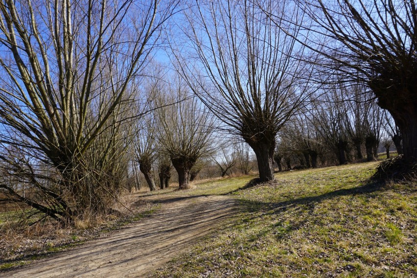 Przydrożne kapliczki, parki i stawy, aleje wierzb, to tylko...