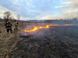 Tragiczna sytuacja w powiecie kieleckim. Trawy płoną na potęgę. Zobacz zdjęcia i filmy