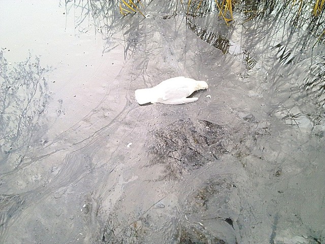Martwy ptak w środku brudów u brzegu Trzesiecka. 