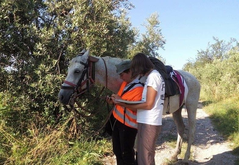 Pani stomatolog z Ostrowi wjeżdża na koniu do Rzymu. Jechała z Zarąb Kościelnych przez 73 dni! [ZDJĘCIA]