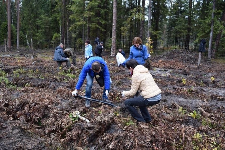 Trwa akcja ZasadźSięNaZdrowie. W Lasach Janowskich posadzono ponad 1000 nowych drzew
