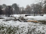 Kraków. Ciężki śnieg sieje spustoszenie wśród drzew w parkach