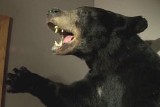 Ćwierćtonowy niedźwiedź zaatakował myśliwego. Mężczyzna cudem przeżył [WIDEO]