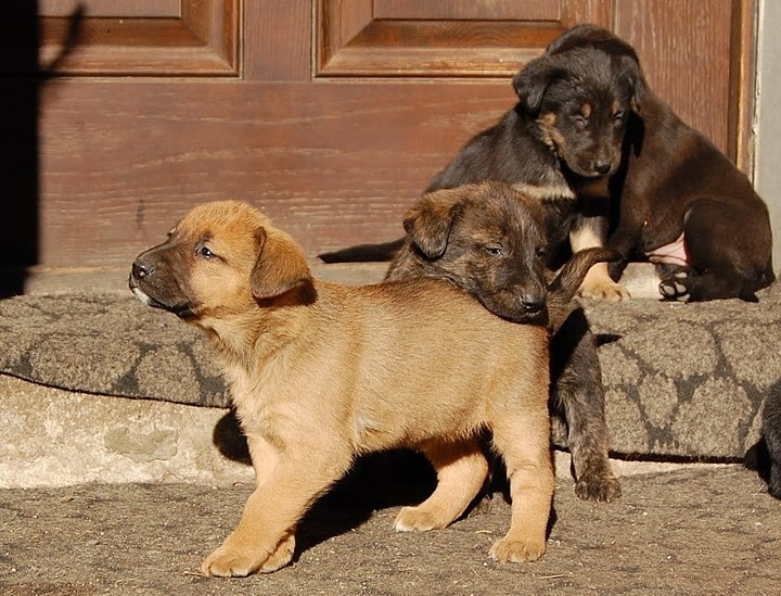 Pięć psiaczków czeka na kochający dom